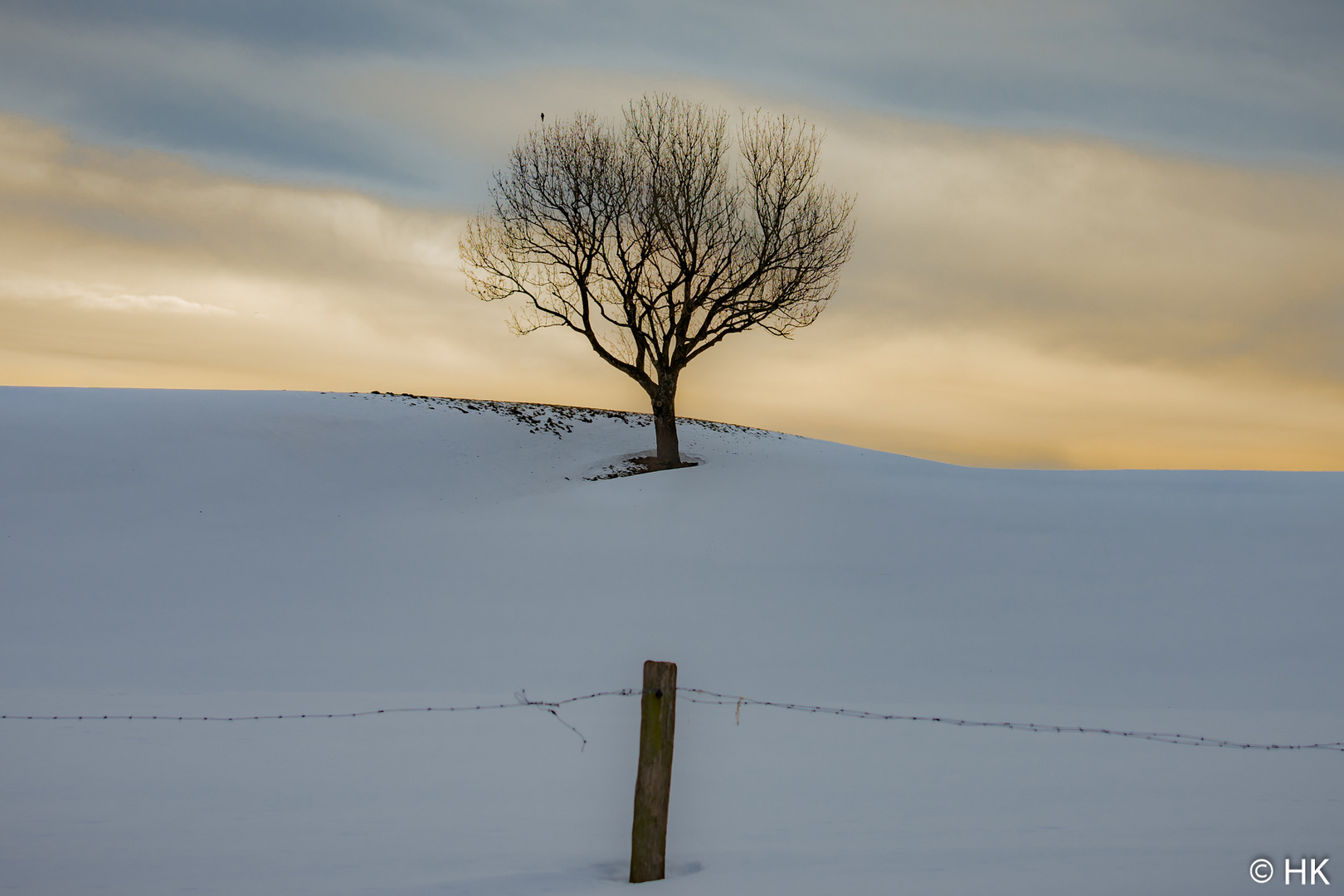 Ich war auch mal ein Baum