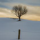 Ich war auch mal ein Baum