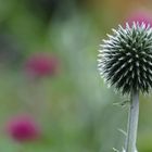 ich war auch mal ein Blümchen