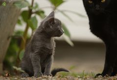 ich war das nicht Mama....