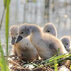 Ich war der erste im Nest Brüderchen 