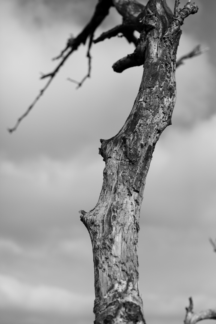 Ich war ein Baum 1