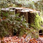 Ich war einmal ein schöner riesengroßer Baum,