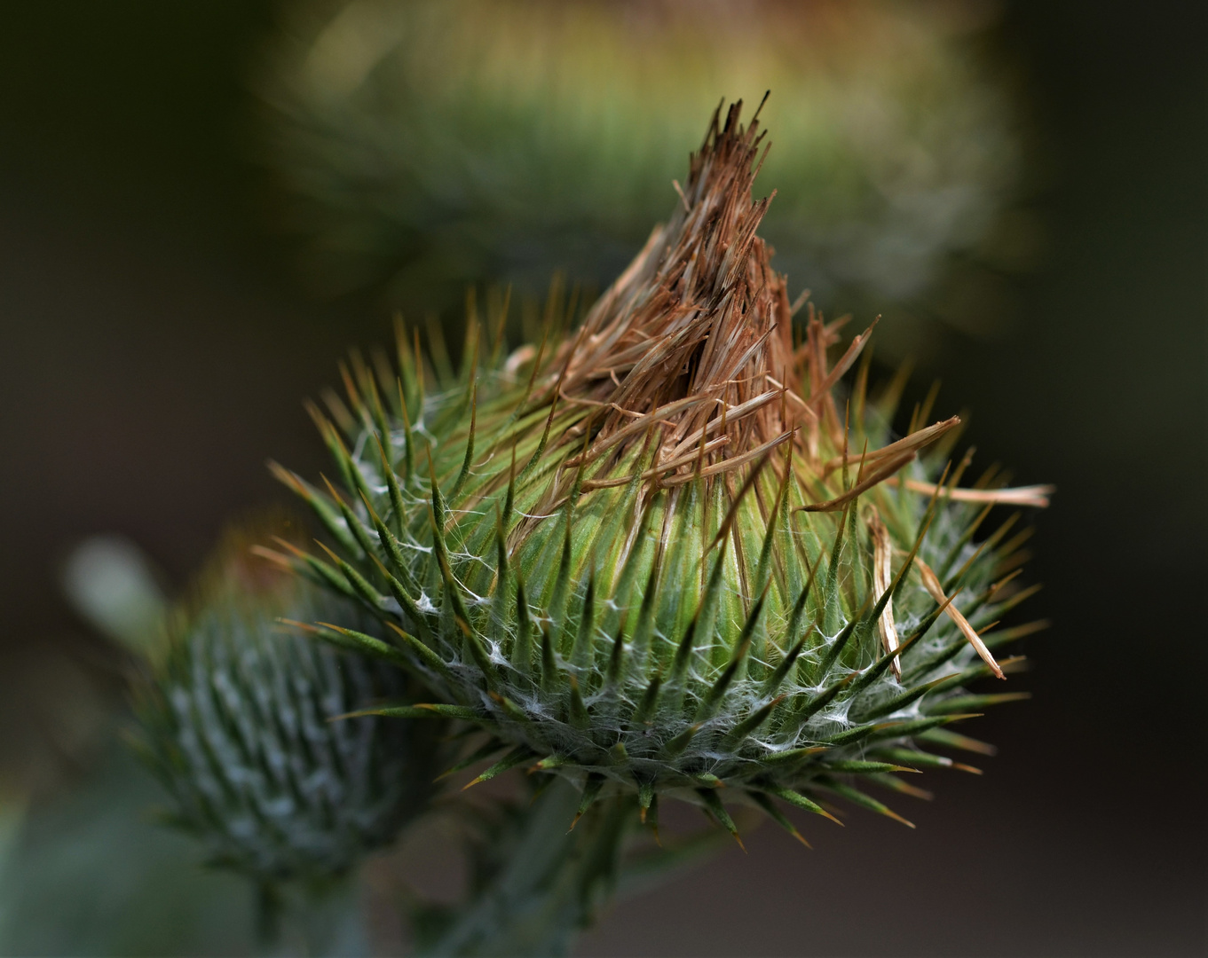 ....ich war einmal eine schöne Blüte einer Distel