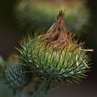 ....ich war einmal eine schöne Blüte einer Distel