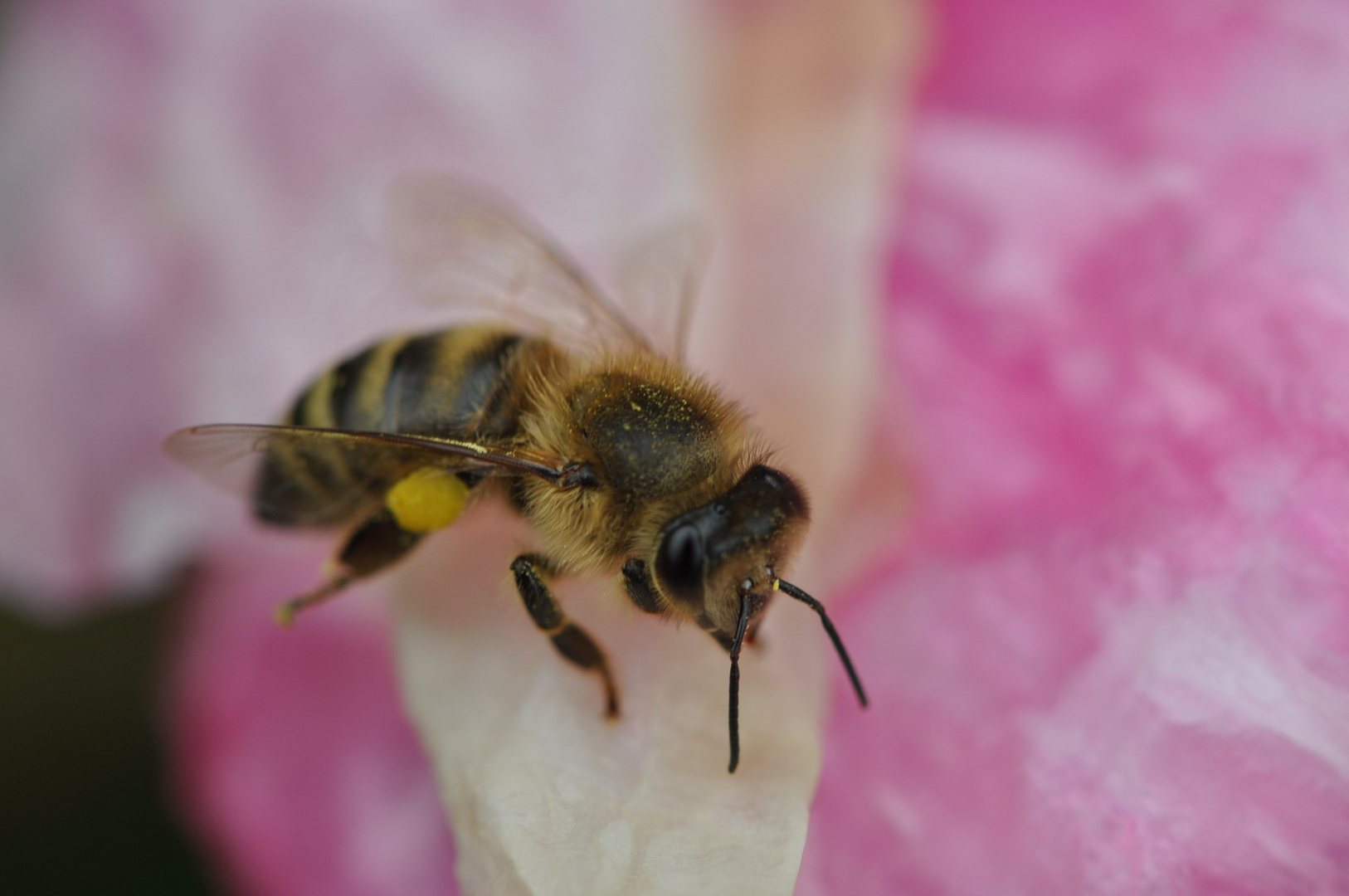 Ich war heut fleissig wie dies Bienchen..