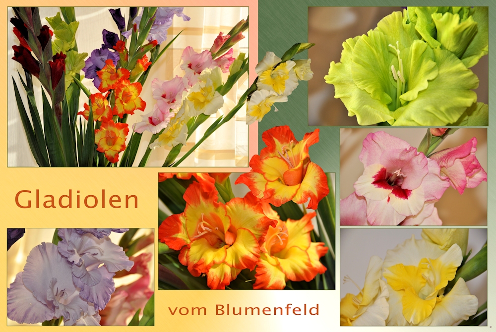 ich war im Blumenfeld....