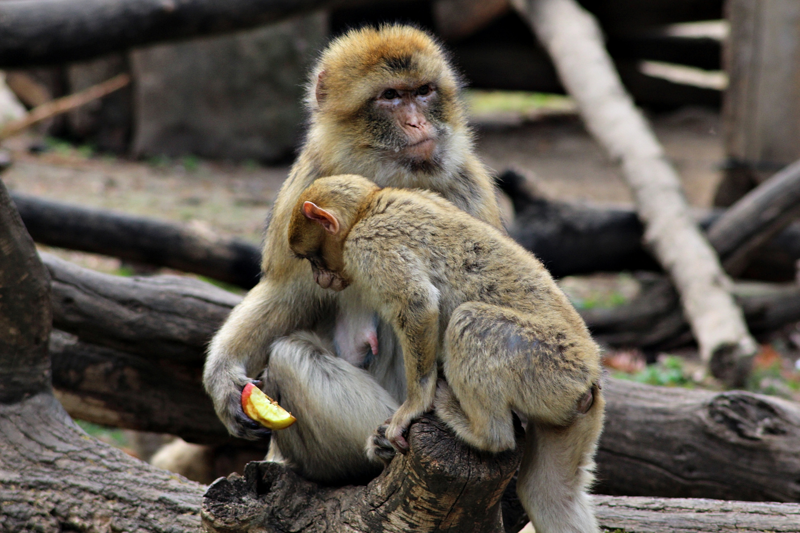 Ich war im Zoo