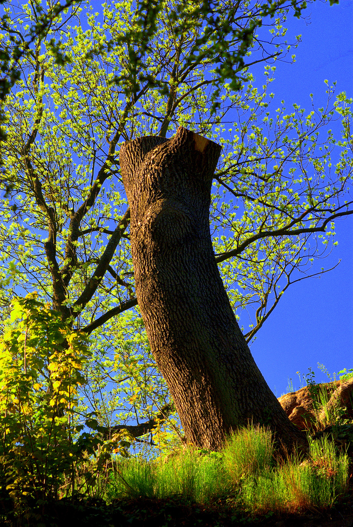 Ich war mal ein großer Baum