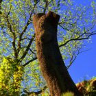 Ich war mal ein großer Baum