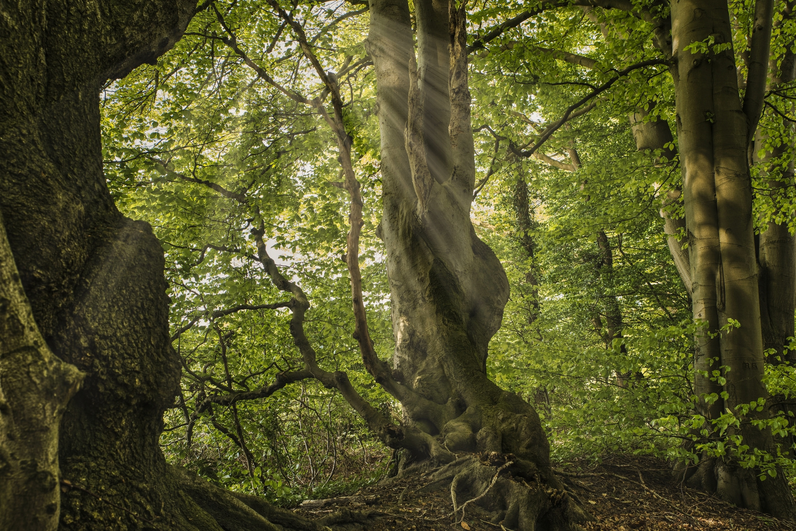 Ich war mal im Wald unterwegs