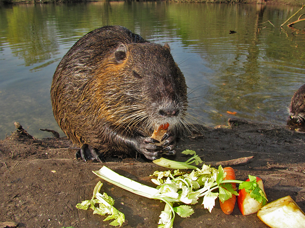 Ich war mal wieder bei den Nutria...