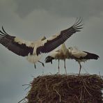 Ich war wieder bei den Störchen. Ein Jungstorch kommt ans Nest zum "Futterfassen"!