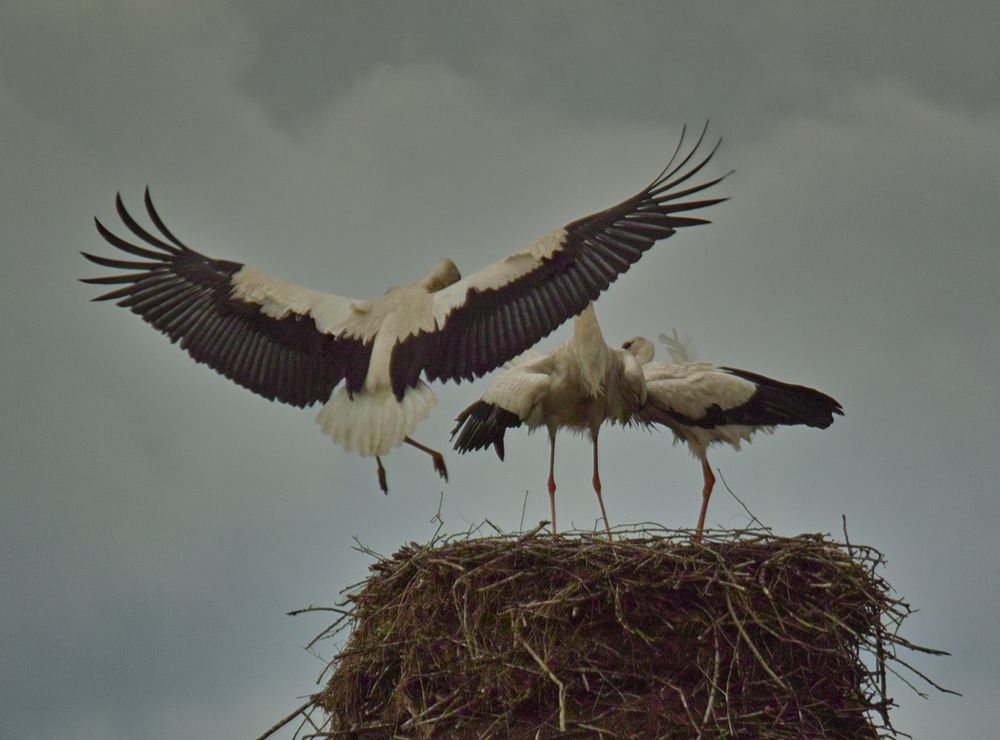 Ich war wieder bei den Störchen. Ein Jungstorch kommt ans Nest zum "Futterfassen"!