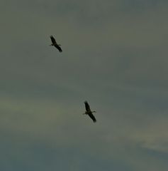 Ich war wieder bei den Störchen,Die Jungstörche fliegen !