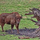 "Ich war's nicht der den Baum entwurzelt hat"