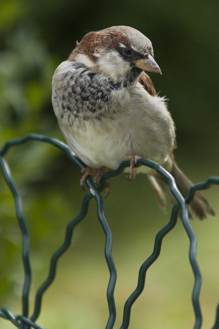 "Ich warte"