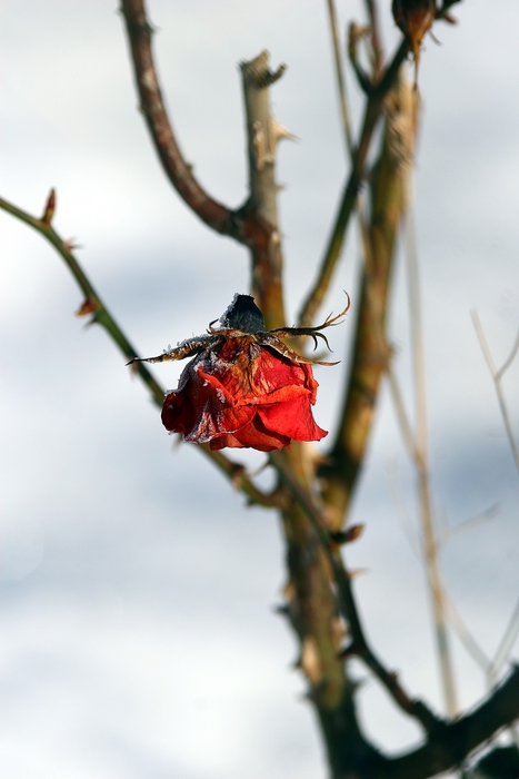 " ich warte auf den Frühling "