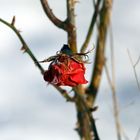 " ich warte auf den Frühling "