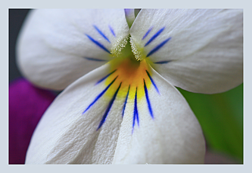 Ich warte auf den Frühling ...