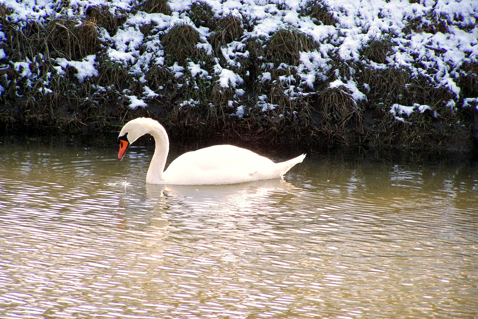 Ich warte auf den Frühling.