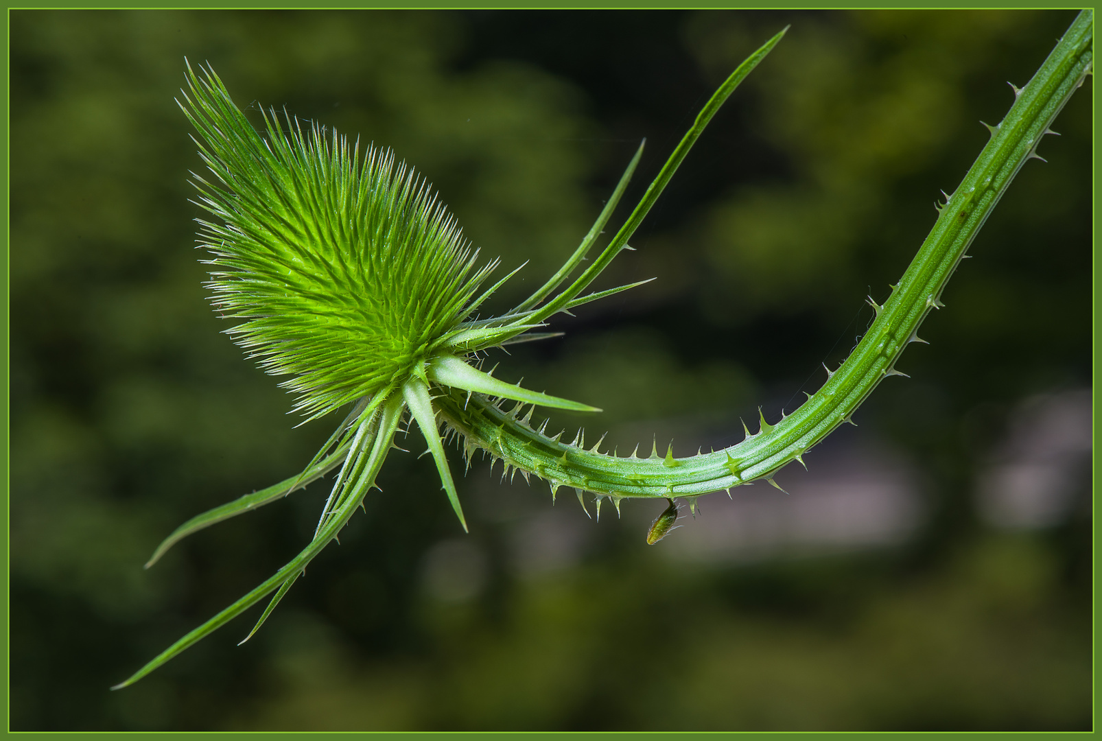 Ich warte auf die Blüten