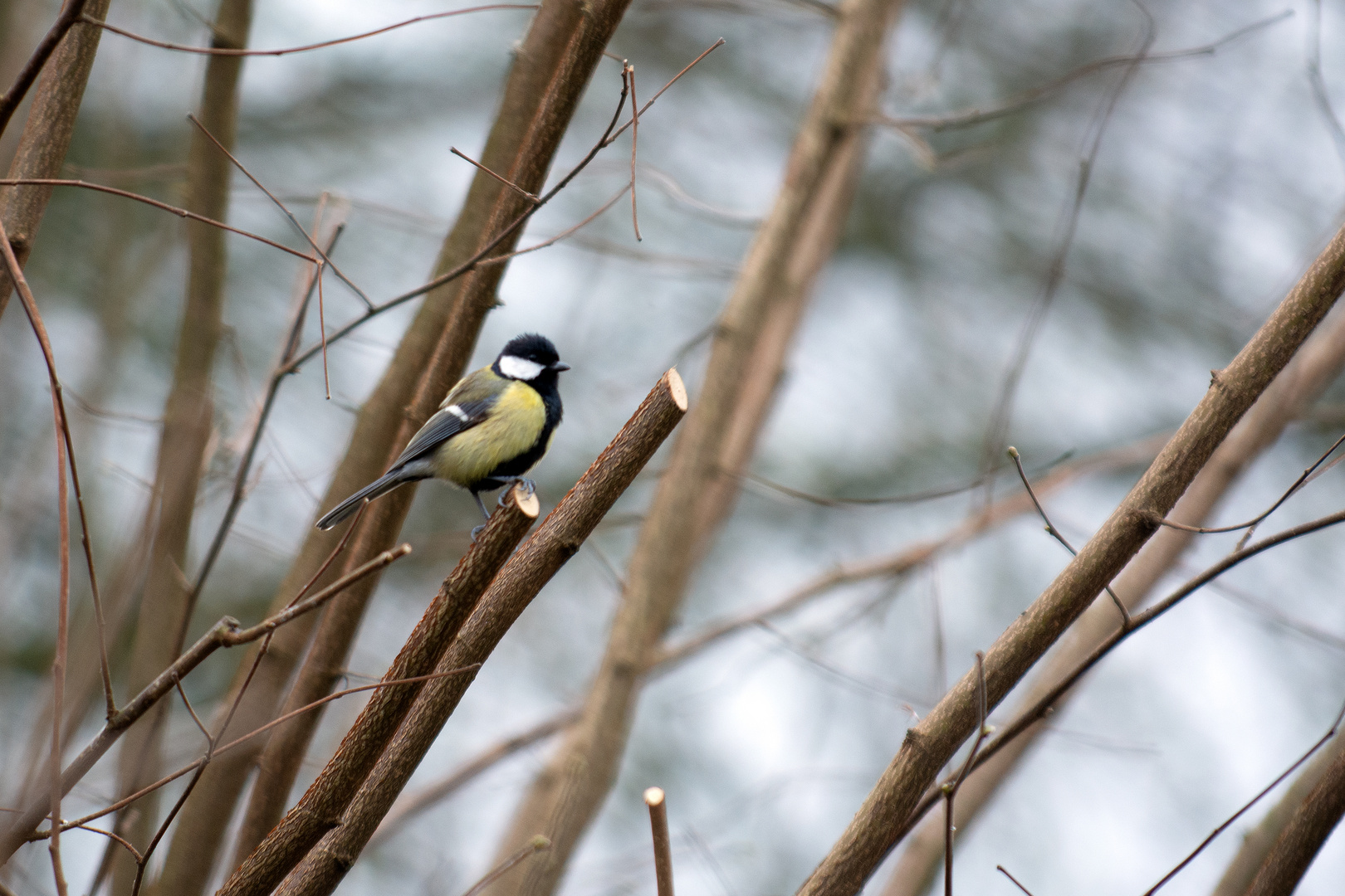 Ich warte erst mal ab. Kohlmeise (Parus major)