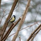 Ich warte erst mal ab. Kohlmeise (Parus major)