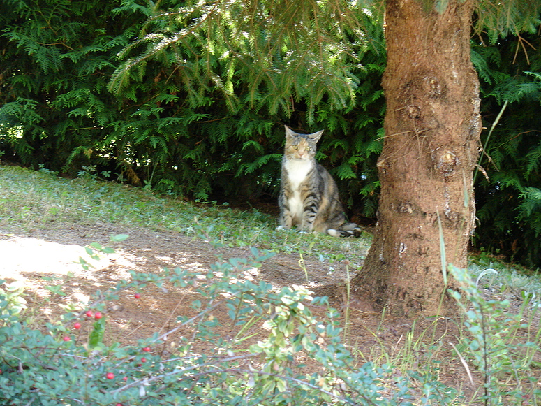 Ich warte jetzt hinter der Hecke bis es kühler wird.