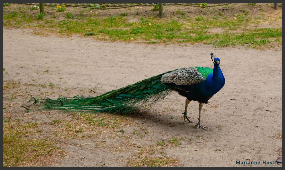 Ich weiß das ich schön bin also Fotografiere schnell Foto & Bild tiere, wildlife, ostsee