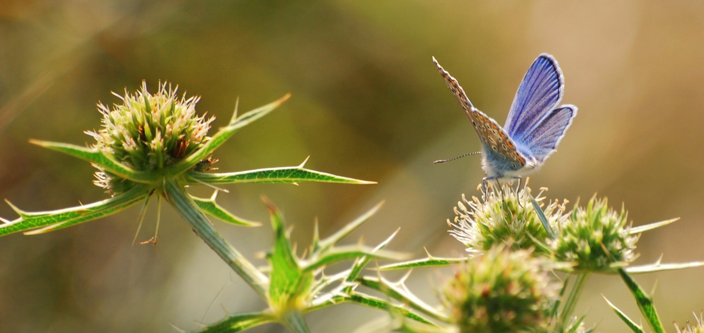 Ich weiss, den Schmetterling kann man hier schlecht bestimmen