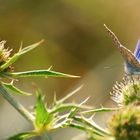 Ich weiss, den Schmetterling kann man hier schlecht bestimmen