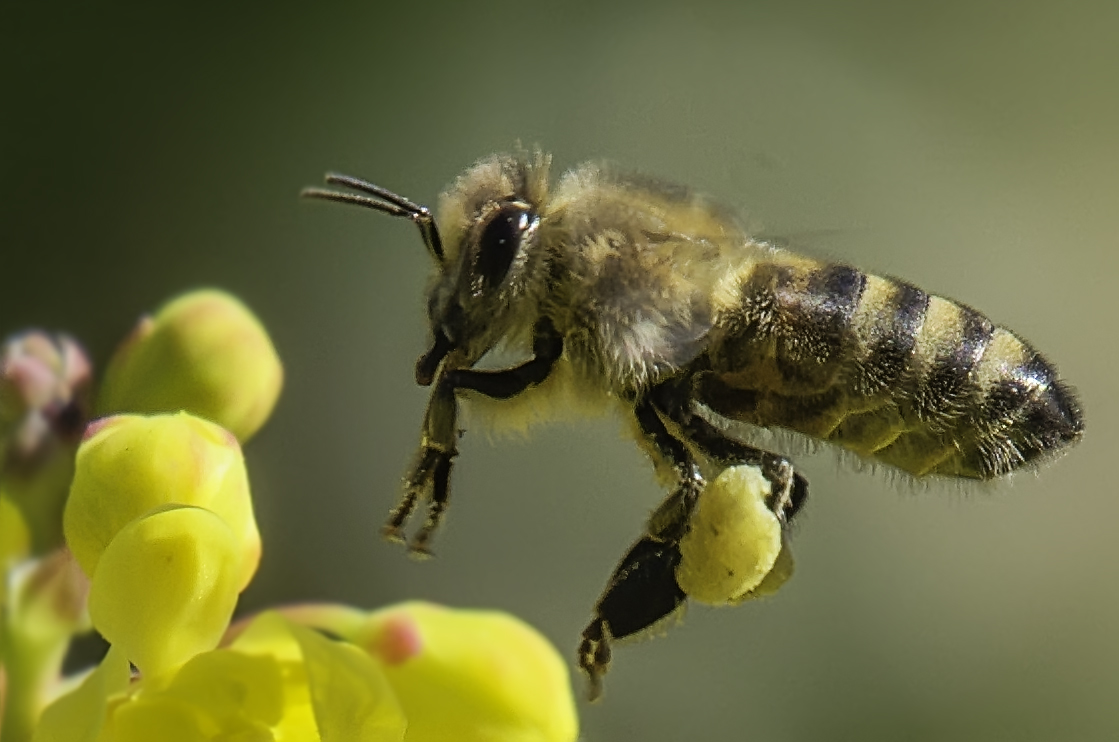 Ich weiß, ich bin nervig - mit meinen Bienen/Wespen