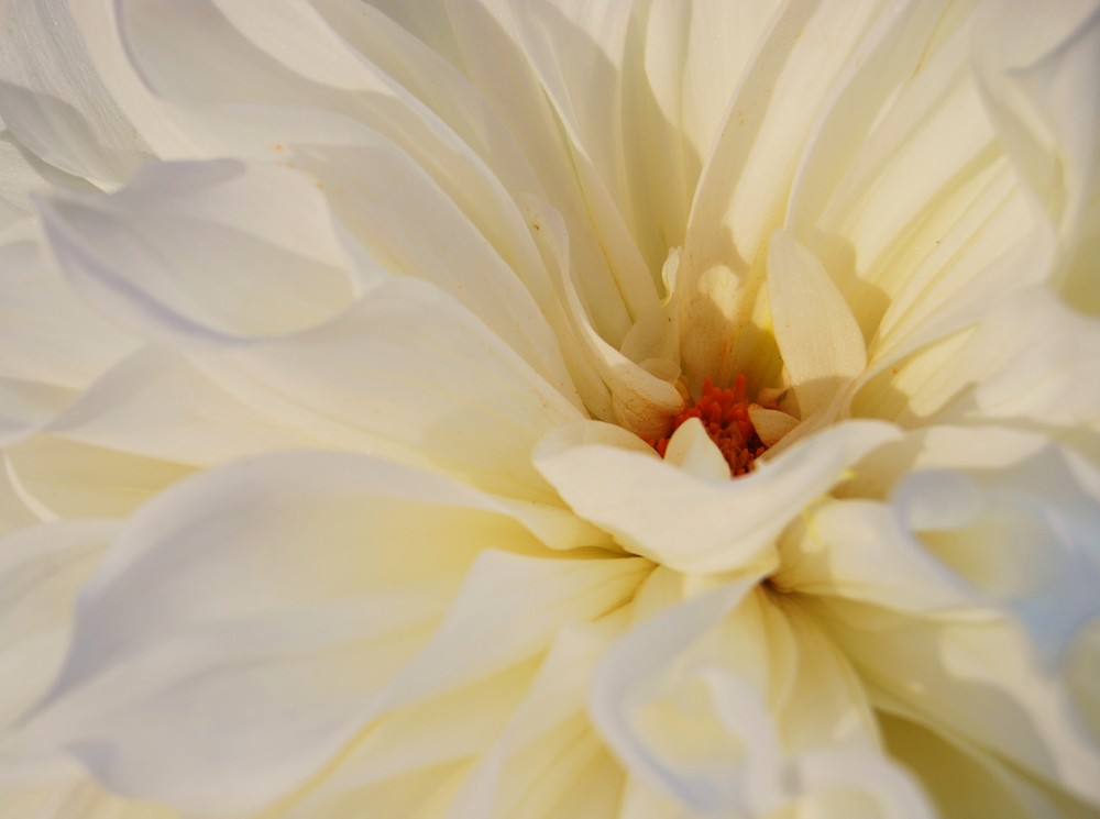 Ich weiß leider nich was es für eine schöne Blume ist...