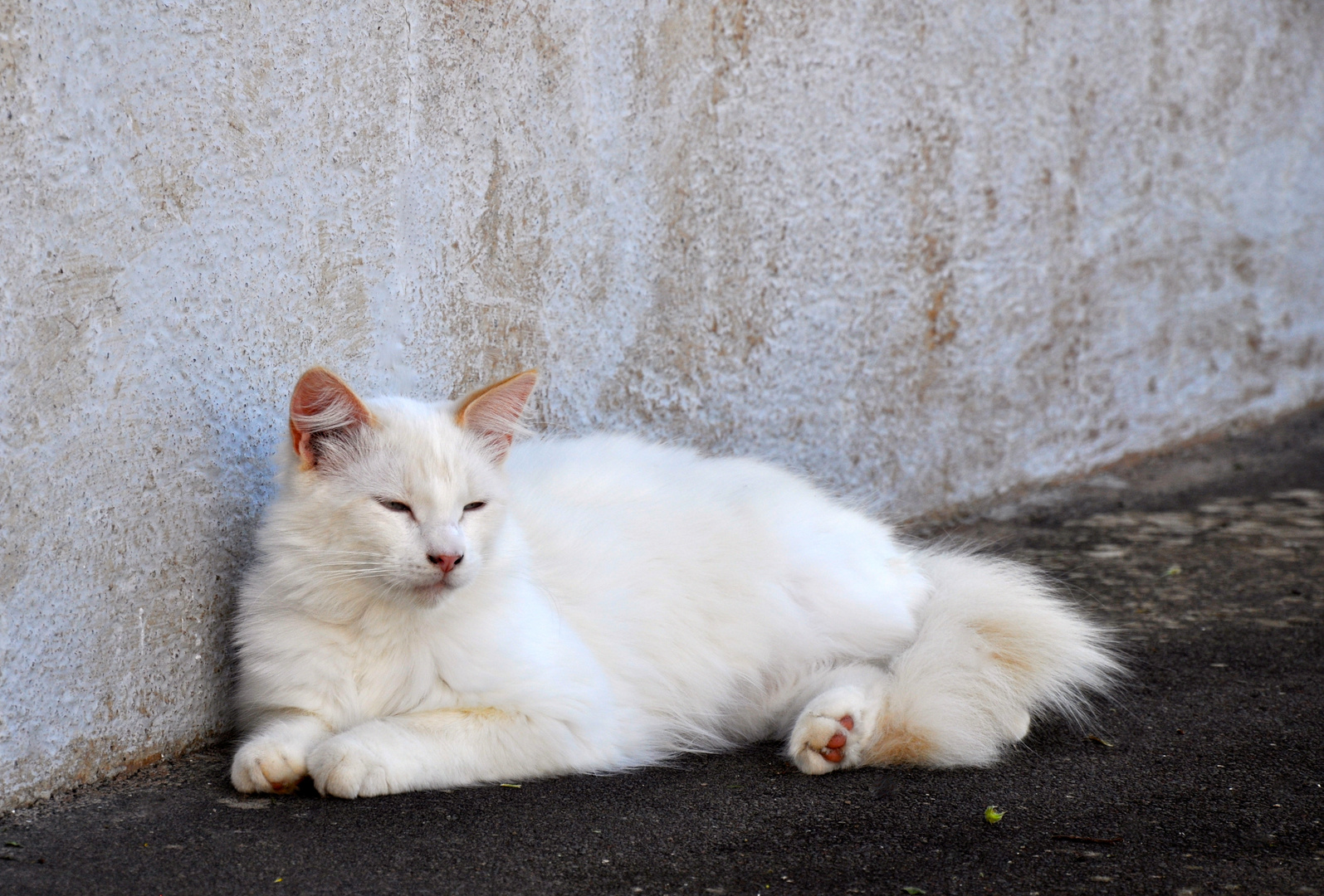 Ich weiß leider nicht ob sie eine Hauskatze ist........?