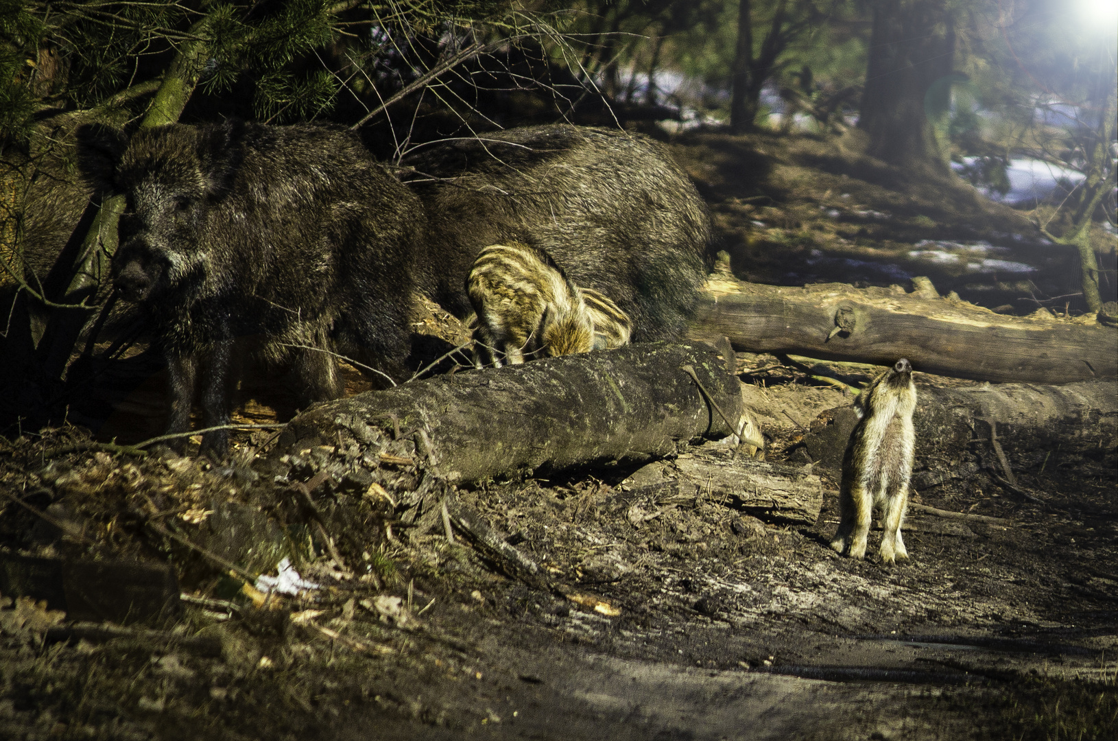 Ich weiß nicht ,...bin ich Wolf oder Schwein ?