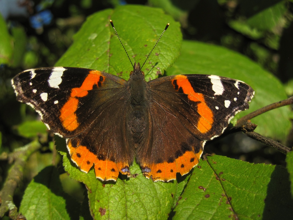 "Ich weiß nicht, ob ich ein Mann bin, der träumt, ein Schmetterling zu sein, oder ..."