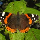 "Ich weiß nicht, ob ich ein Mann bin, der träumt, ein Schmetterling zu sein, oder ..."