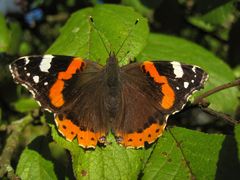 "Ich weiß nicht, ob ich ein Mann bin, der träumt, ein Schmetterling zu sein, oder ..."