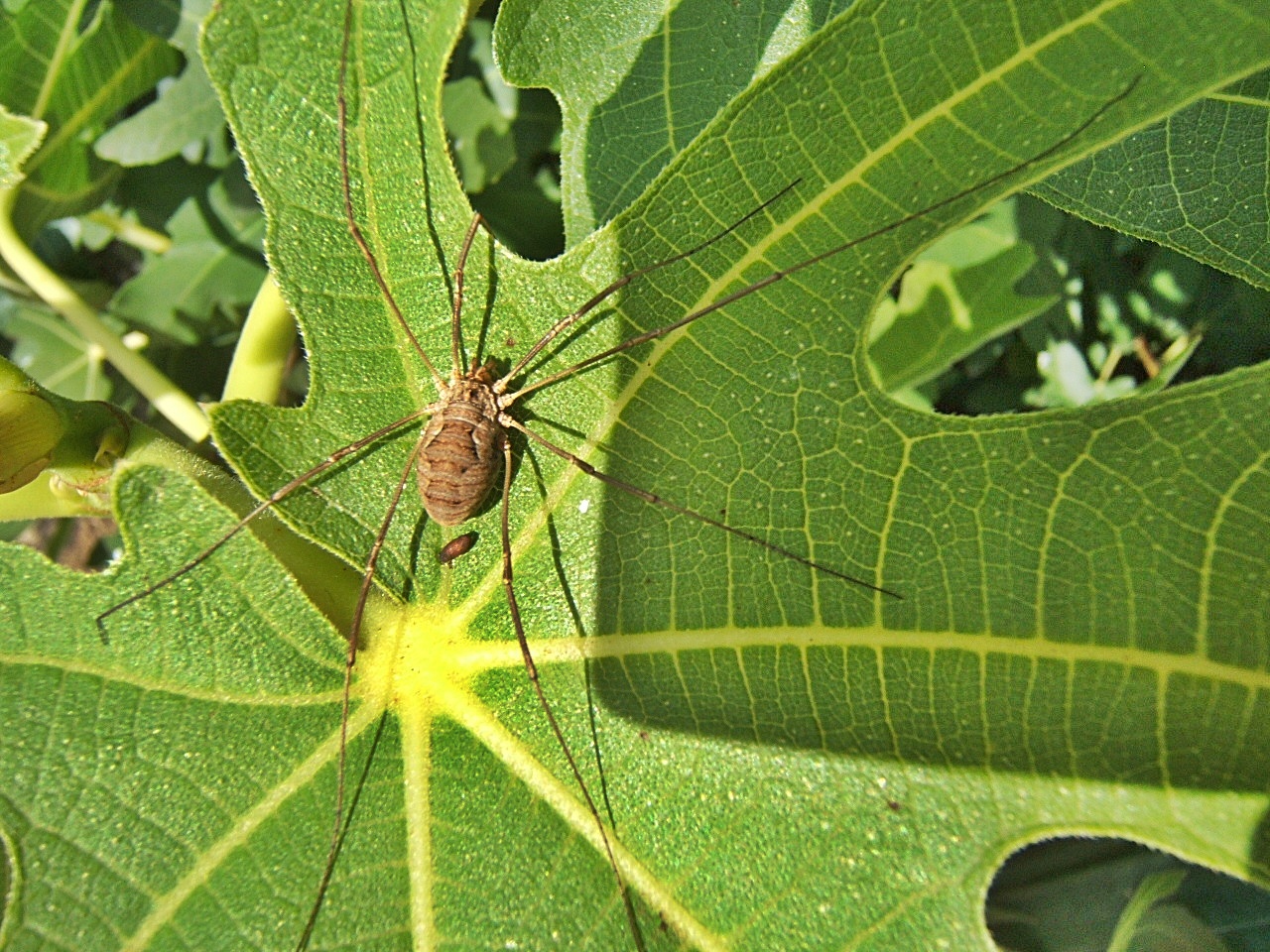 Ich weiß nicht recht - Spinne oder Weberknecht -