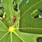 Ich weiß nicht recht - Spinne oder Weberknecht -