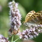 "Ich weiß nur, dass es auf jeden Fall ein Schmetterling ist ...."