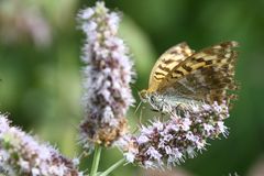 "Ich weiß nur, dass es auf jeden Fall ein Schmetterling ist ...."