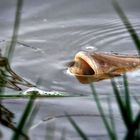 "ich weiß nur, dass es kein Fischstäbchen ist" - aber mehr nicht