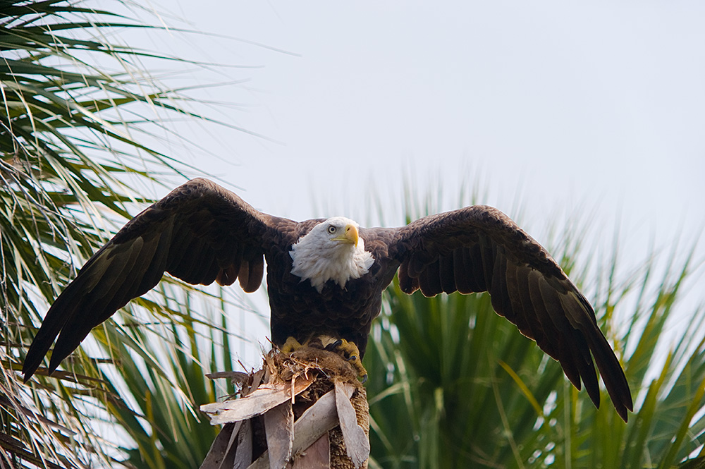 ich weiß - schon wieder ein Adler