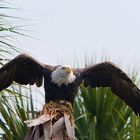 ich weiß - schon wieder ein Adler