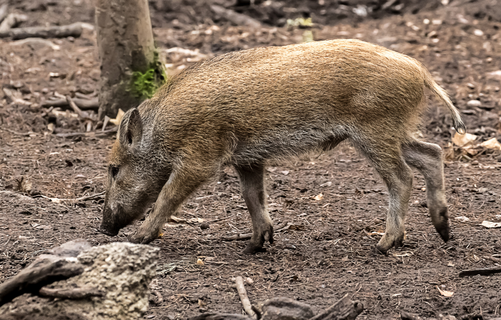 "Ich werd auch mal größer und stärker - jawohl" (ISO 3200)