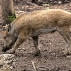 "Ich werd auch mal größer und stärker - jawohl" (ISO 3200)