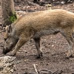 "Ich werd auch mal größer und stärker - jawohl" (ISO 3200)