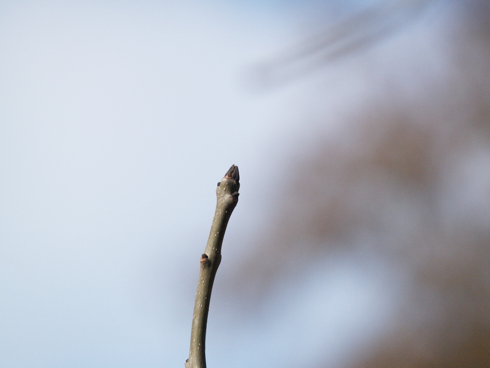 Ich werd ein Baum